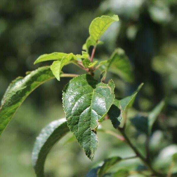 Prunus insititia Leaf