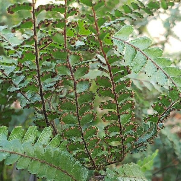 Adiantum hispidulum Frukt