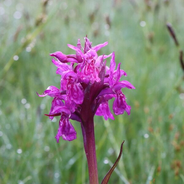 Dactylorhiza majalis Flower