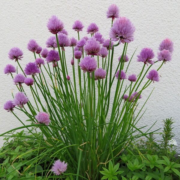Allium schoenoprasum ᱵᱟᱦᱟ