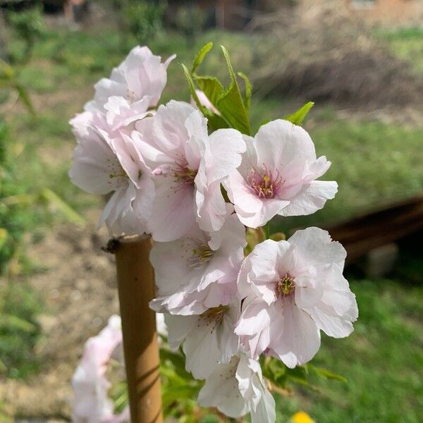 Prunus × yedoensis Kvet