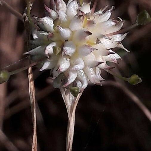 Allium vineale Floro