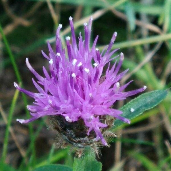 Centaurea decipiens 花