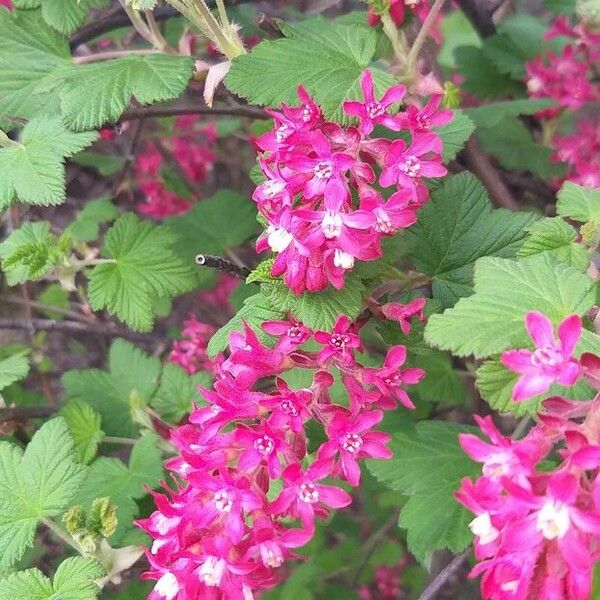 Ribes malvaceum Bloem