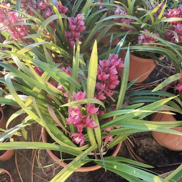 Cymbidium devonianum Floro