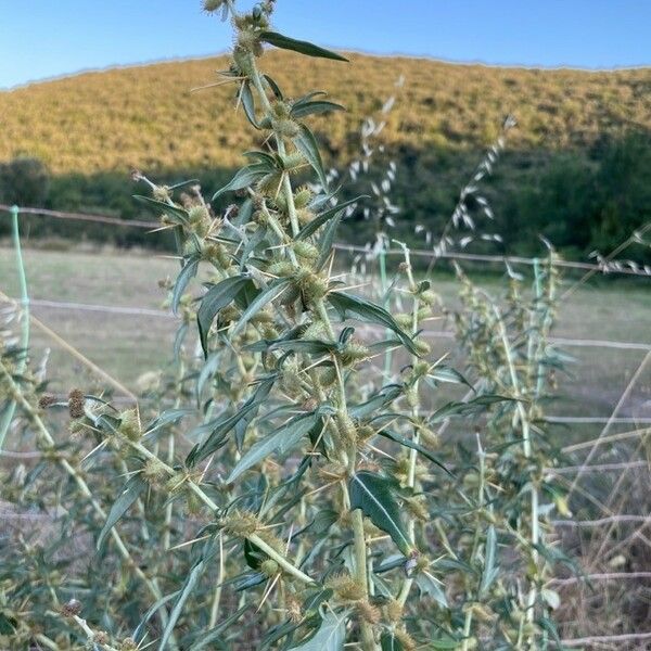 Xanthium spinosum Folla