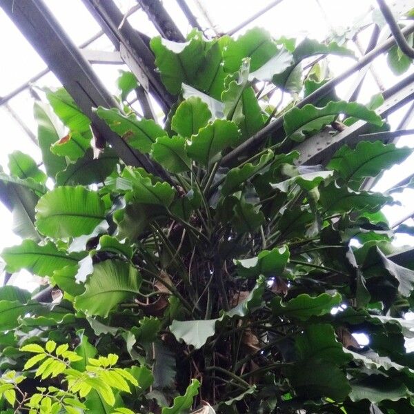 Epipremnum giganteum Leaf
