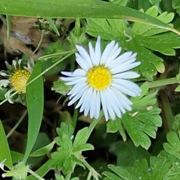 Bellis annua Blomst