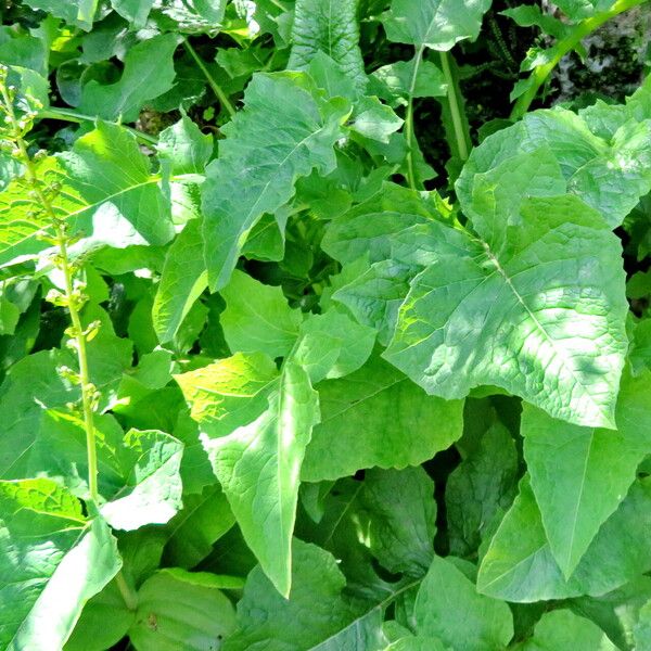 Leuzea centauroides Habit