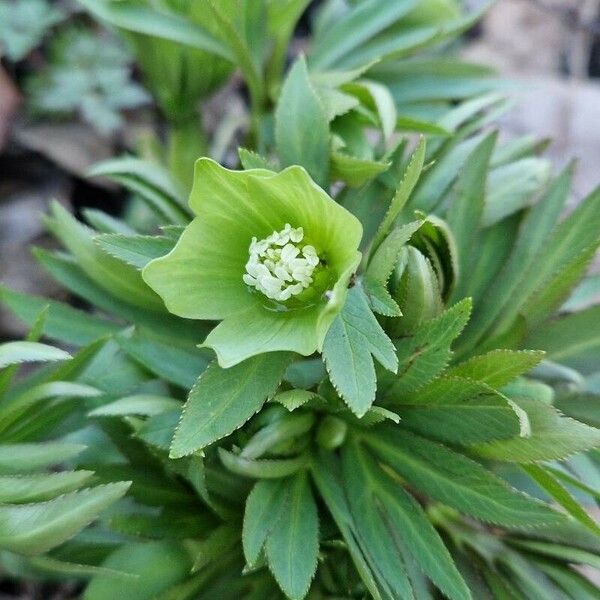 Helleborus viridis Květ