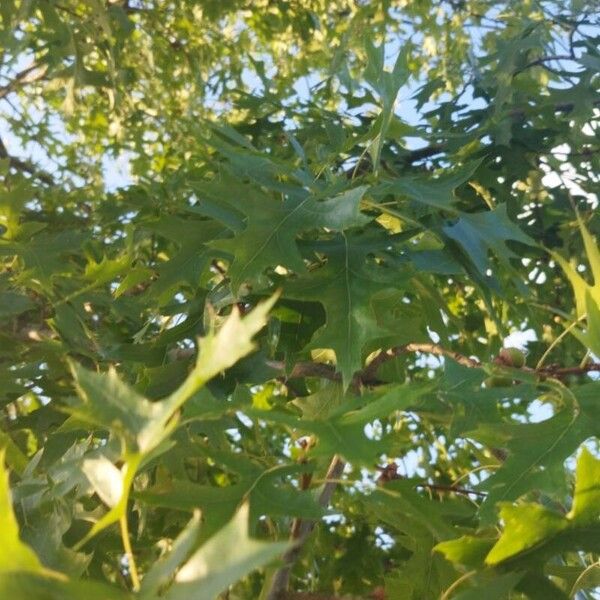 Quercus palustris Blad