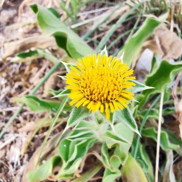 Pallenis spinosa Flower