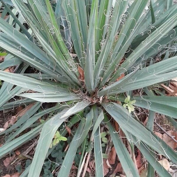 Yucca filamentosa Hábito