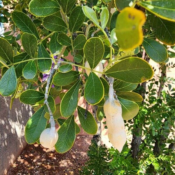 Sophora secundiflora Sonstige