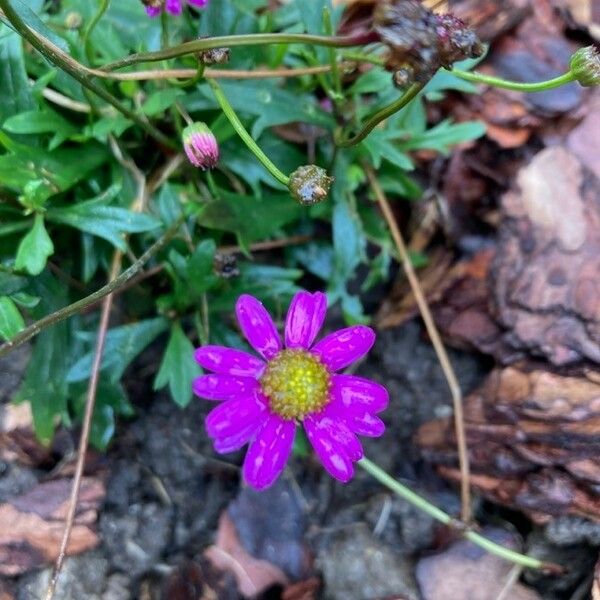 Senecio elegans Fleur