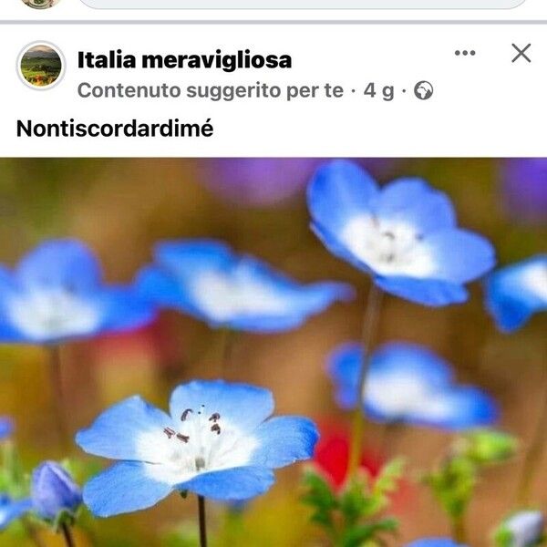 Nemophila menziesii Цвят