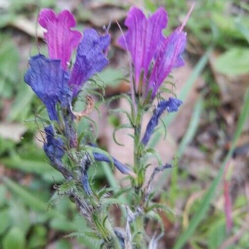 Echium plantagineum Flower