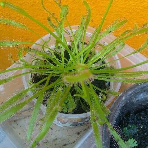 Drosera capensis Лист