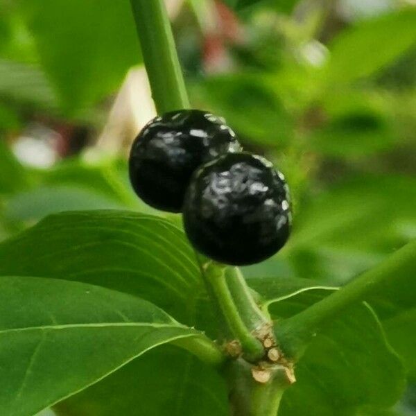 Rauvolfia tetraphylla ഫലം