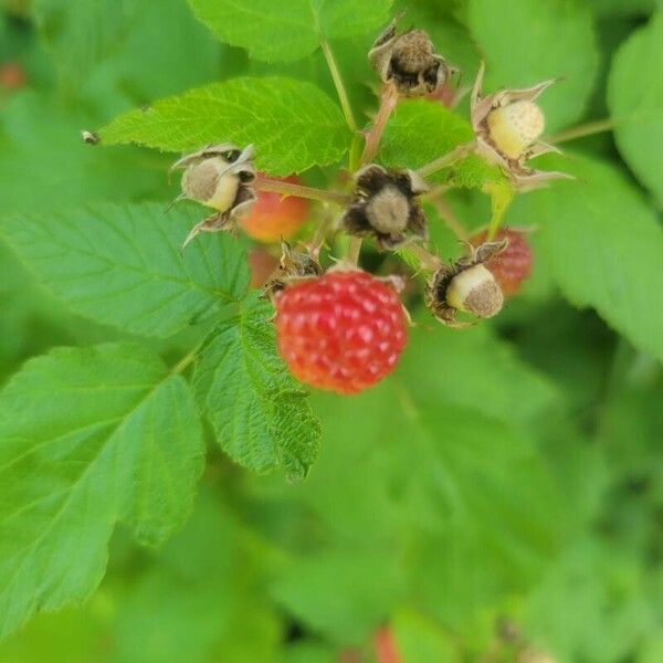 Rubus occidentalis Fruit