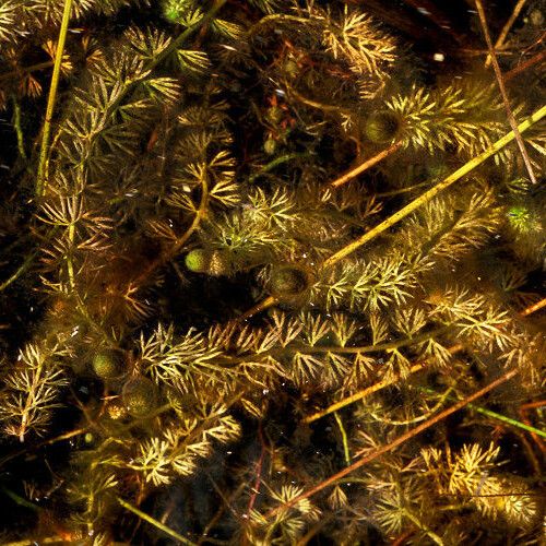 Utricularia intermedia Habitus