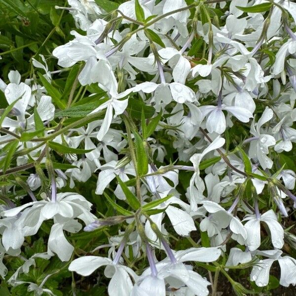 Phlox divaricata 花