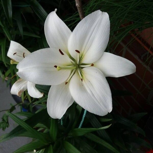 Lilium candidum Blomma