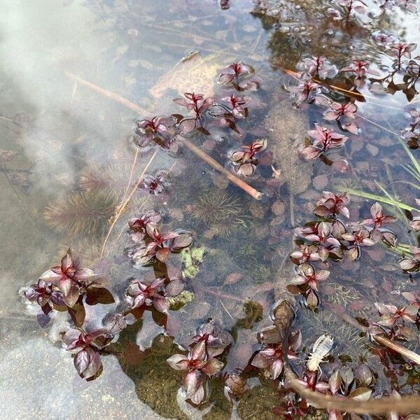 Ludwigia palustris Folla