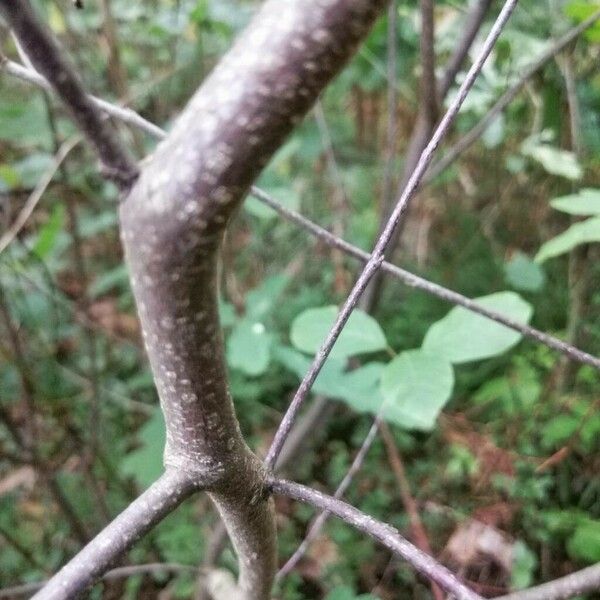 Frangula alnus Corteza