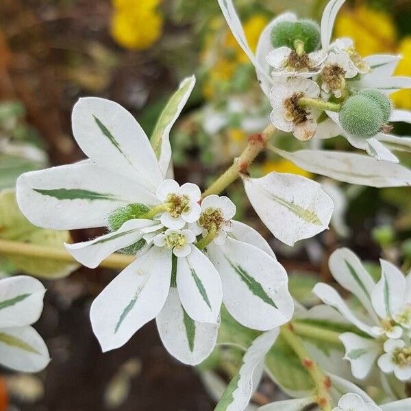 Euphorbia marginata Flower