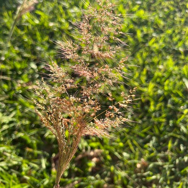 Melinis minutiflora Flor