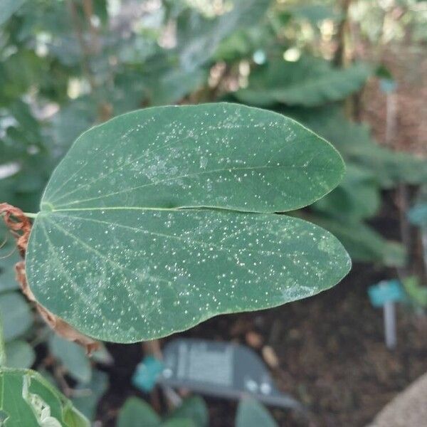 Bauhinia forficata Blad