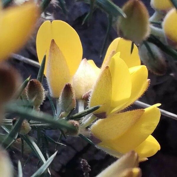 Ulex europaeus फूल