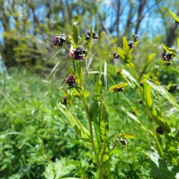 Cynoglossum germanicum 花