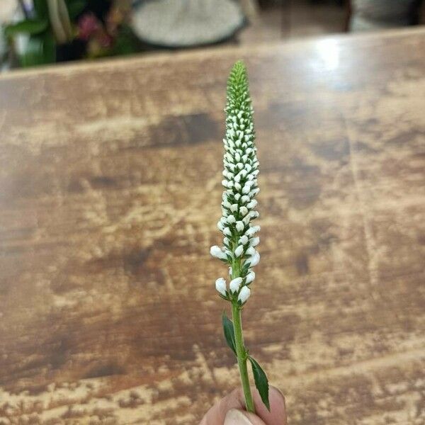 Veronica spuria Квітка