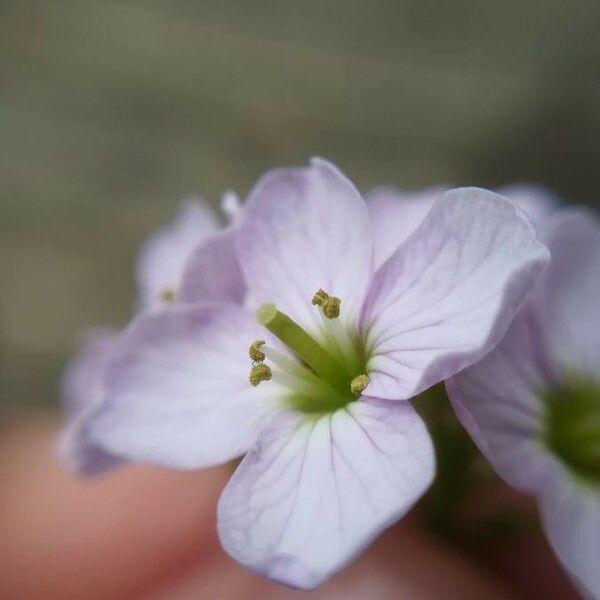 Cardamine pratensis Kukka