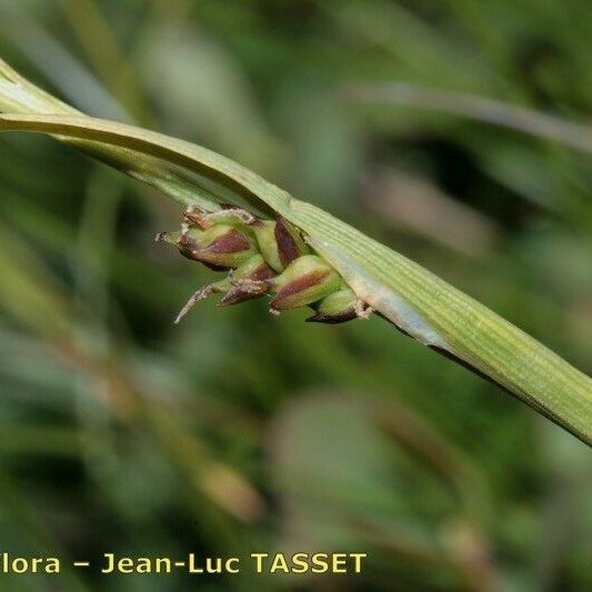 Carex vaginata Bark