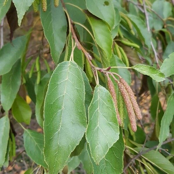 Alnus japonica Hoja