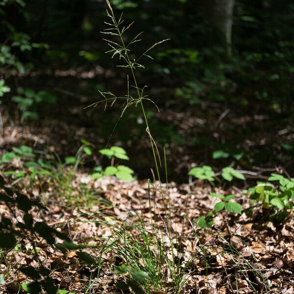 Deschampsia cespitosa പുഷ്പം