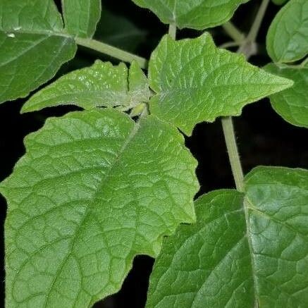 Physalis pubescens List