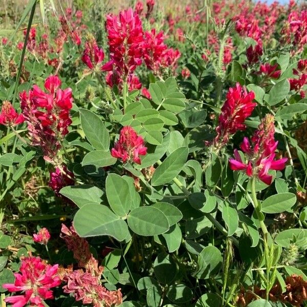 Hedysarum coronarium Blomst