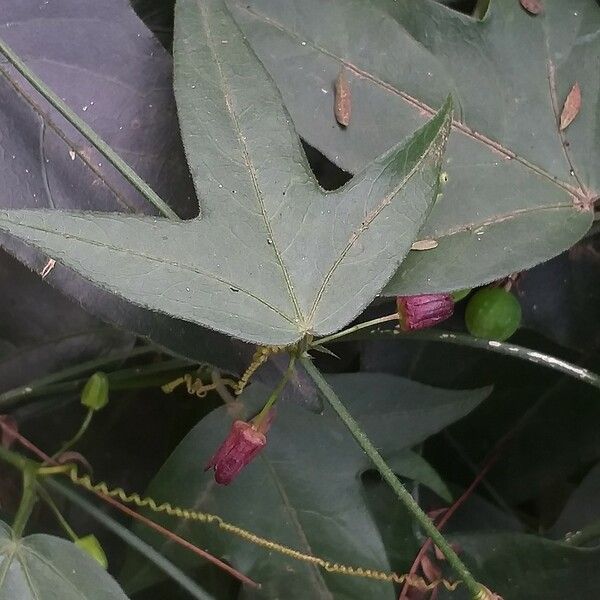 Passiflora suberosa ᱥᱟᱠᱟᱢ