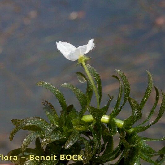 Elodea densa Other