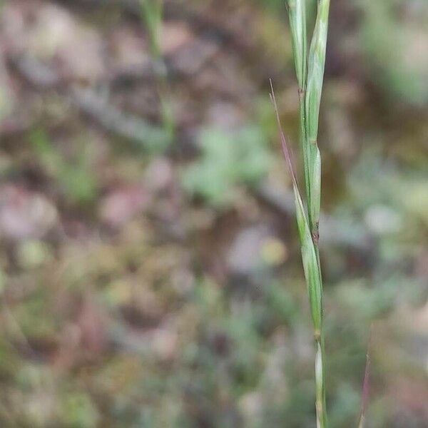 Helictochloa bromoides ফুল