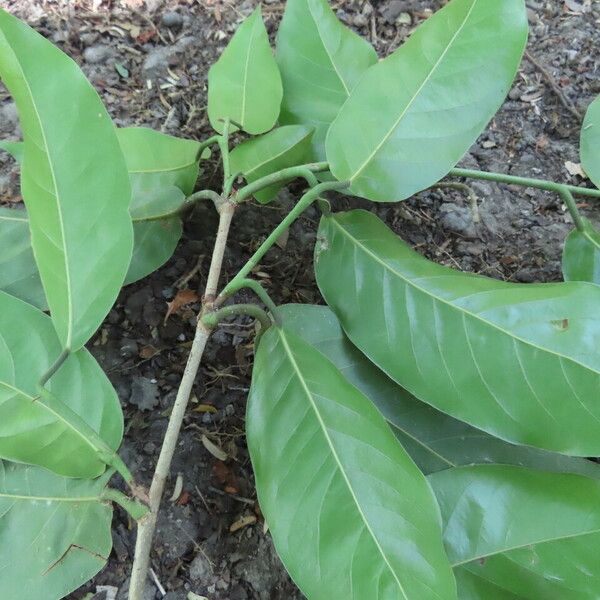 Coccoloba guanacastensis Leaf