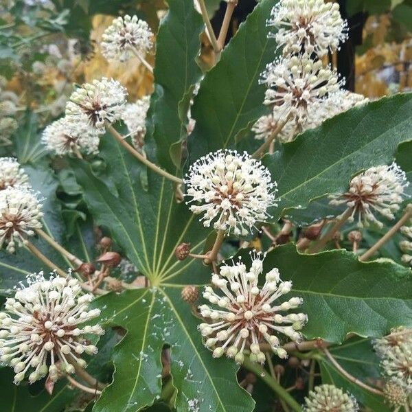 Fatsia japonica Flower