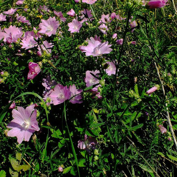 Malva moschata Habit