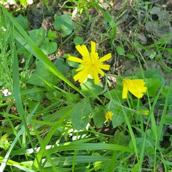 Hieracium murorum Λουλούδι