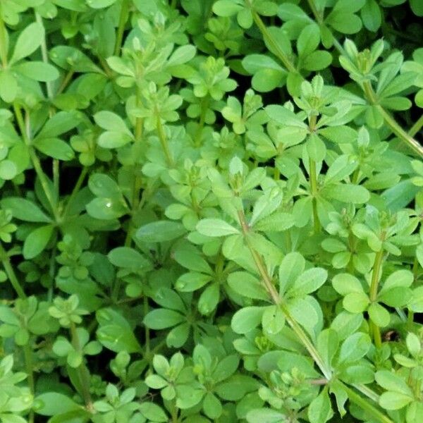 Galium verrucosum Fleur