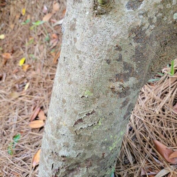 Prunus caroliniana Corteccia